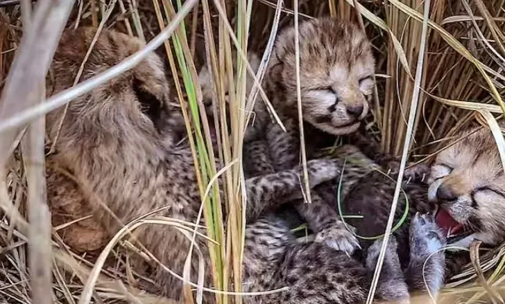 MP: कूनो पार्क में चीता के दो और शावकों की मौत