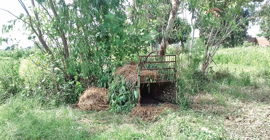 Jaspur News : गुलदार ने युवक पर किया हमला, हालत गंभीर, हायर सेंटर रेफर, वन विभाग ने लगाया पिंजड़ा