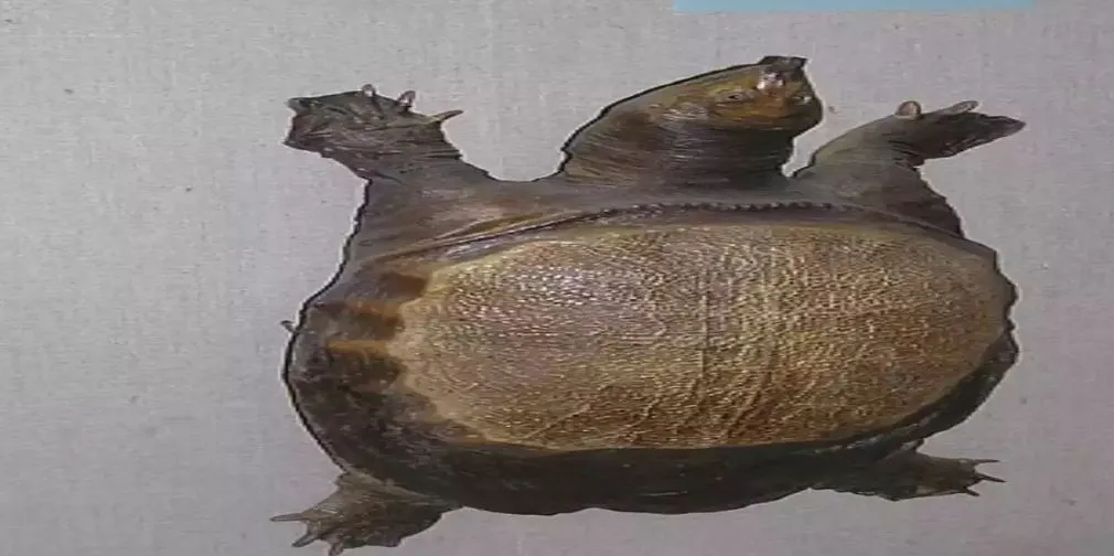 हरियाणा में मिला 150 किलो वजनी दुलर्भ प्रजाति का कछुआ, उसकी उम्र 150 वर्ष