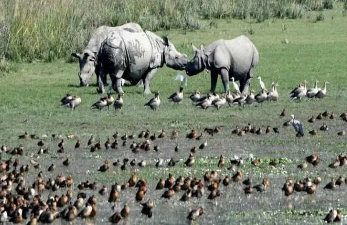 SC : पोबितोरा वन्यजीव अभयारण्य से जुड़ी याचिका पर केंद्र और असम सरकार को किया नोटिस जारी 
