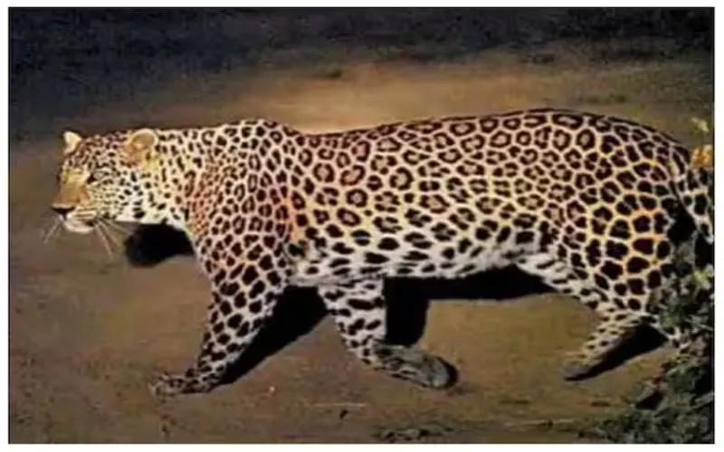 बलरामपुर: तेंदुए के हमले में पांच लोग घायल, इलाके में हड़कंप 