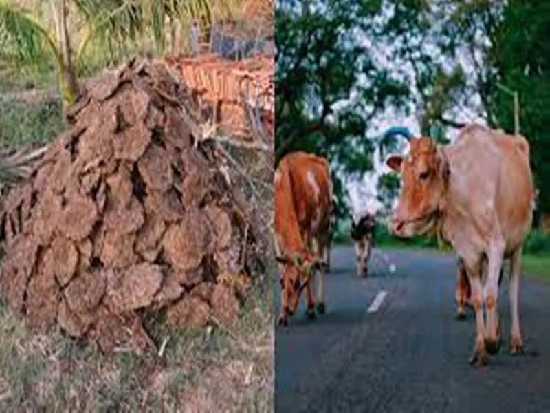 Saharanpur News: सहारनपुर में गली मोहल्लों में बिकेंगे गोबर से बने उत्पाद