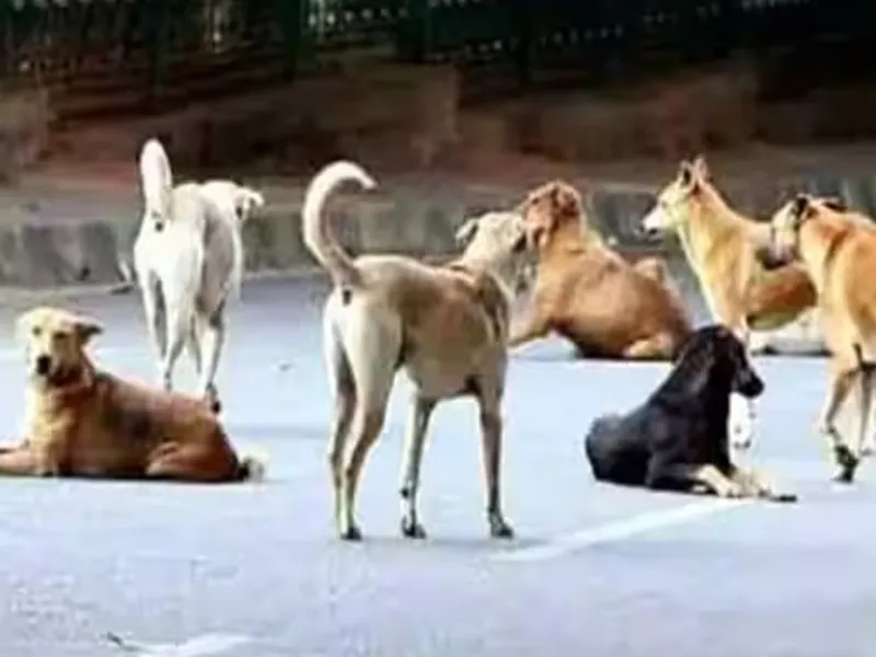 लखनऊ न्यूज: KGMU में कुत्तों का आतंक, दो कर्मचारी समेत पांच लोगों को काटा