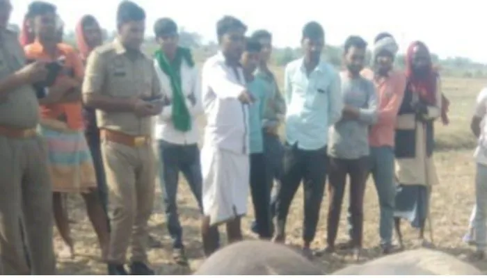 Chitrakoot News : हाईटेंशन तार टूटने से चपेट में आईं पांच भैसों की मौत, पशुपालकों के सामने आजीविका का संकट