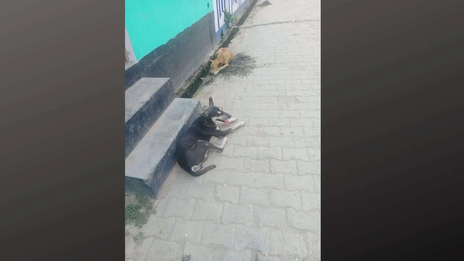 बरेली: आवारा कुत्ते मुसीबत... मुफ्त वैक्सीन भेजी पालतू कुत्तों के लिए