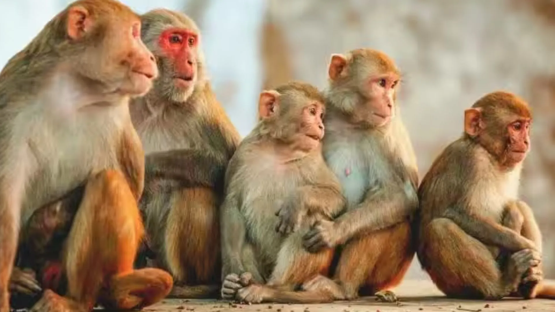 बंदरों को दूर रखने के लिए डोडा के किसान कर रहे औषधीय पौधों की खेती 