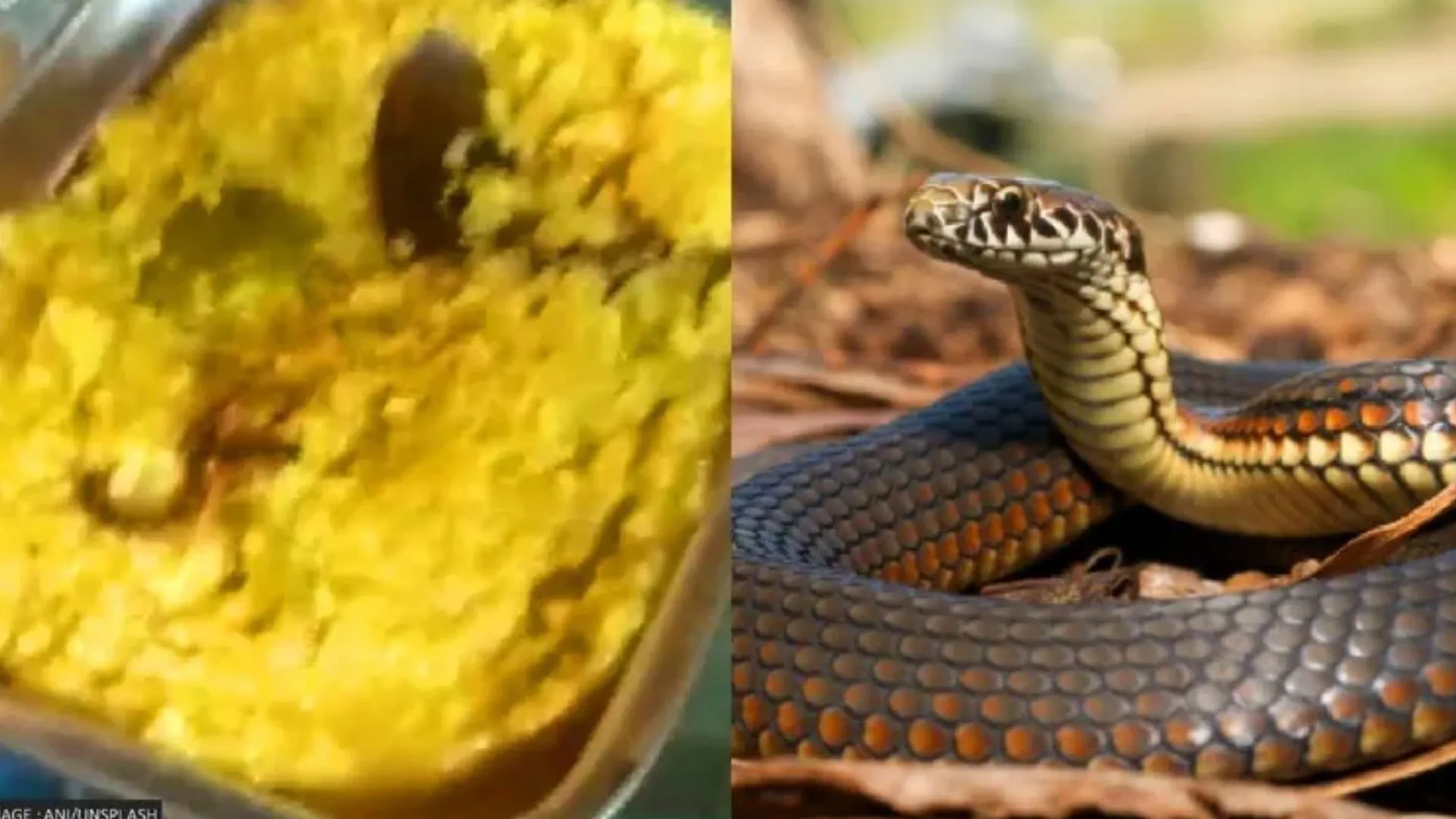 मिड-डे मील में निकला सांप, दर्जनों बच्चे खाना खाकर बीमार, SDM ने कही ये बात
