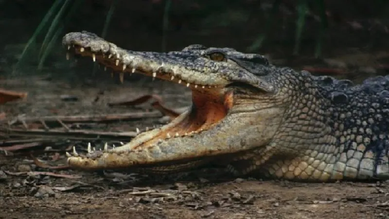 Australia: मछली पकड़ रहे किशोर पर मगरमच्छ ने किया हमला, ऐसे बचाई खुद की जान