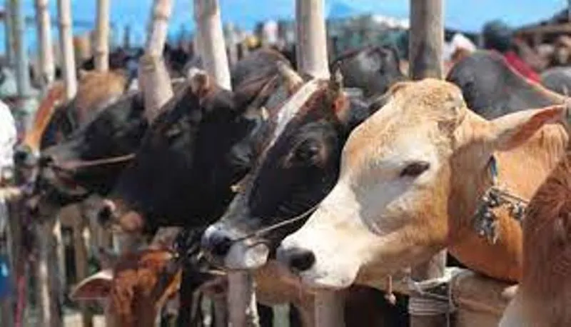 हल्द्वानी: सरकारी लाभ लेने के लिए गोशालाओं का पंजीकरण अनिवार्य 