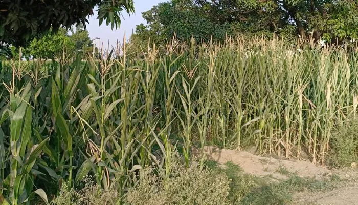 Farrukhabad News : अघोषित कटौती से सूख रही फसल, किसान हो रहा बेहाल, एक फीडर की छह माह से खराब पड़ी ट्राली