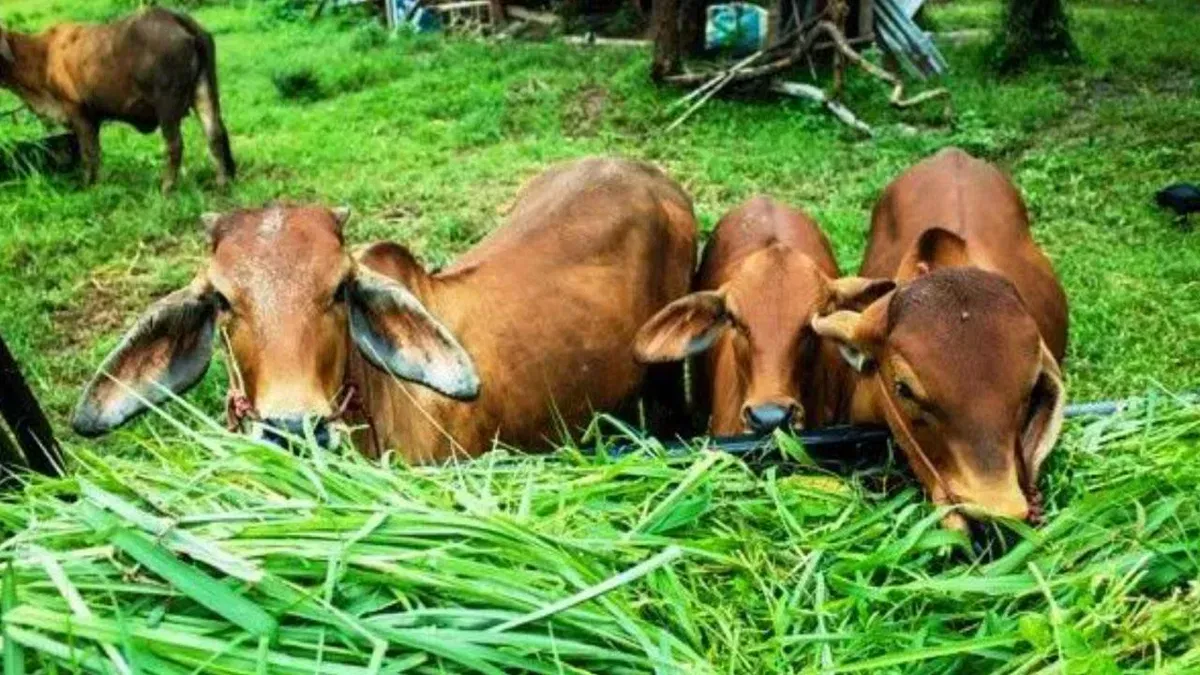 अल्मोड़ा: मिलम घाटी में लगातार बर्फबारी से चारे का संकट 