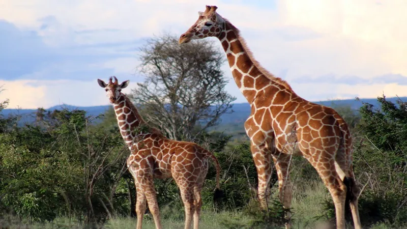 Giraffe सांख्यिकीय तर्क में सक्षम, वे ऐसा करने वाले पहले जानवर: स्टडी