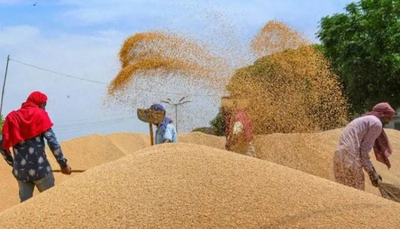 रुद्रपुर: टीडीसी ने किसानों से बीज के लिए 90 हजार क्विंटल गेहूं खरीदा 