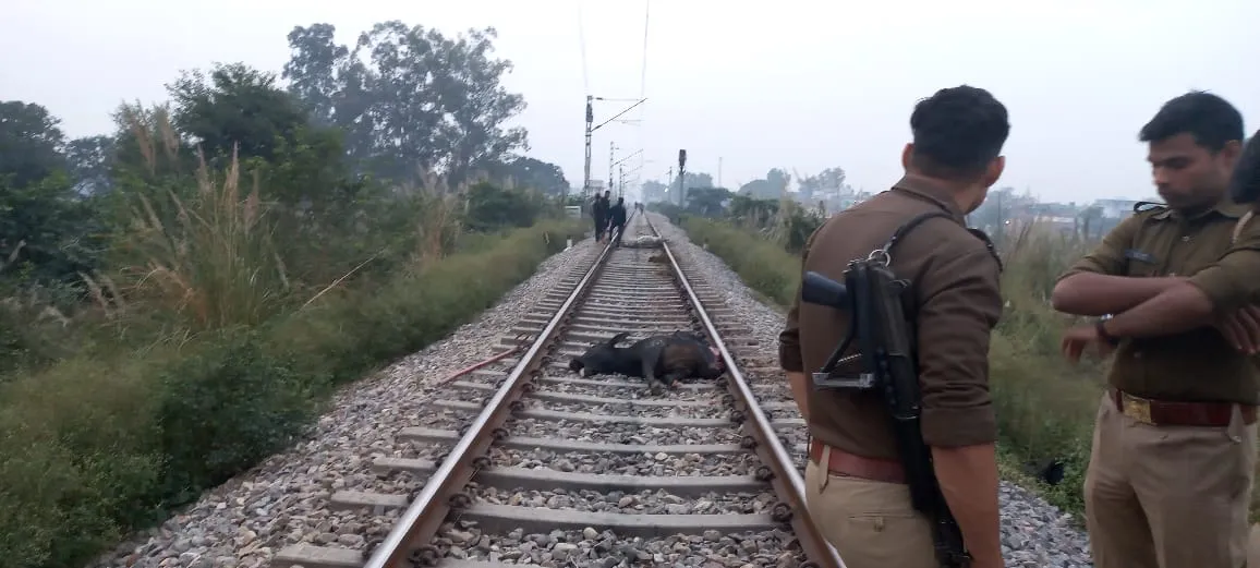 बरेली: मालगाड़ी से टकराकर कटी गाय, अधिकारी सीमा विवाद में उलझे
