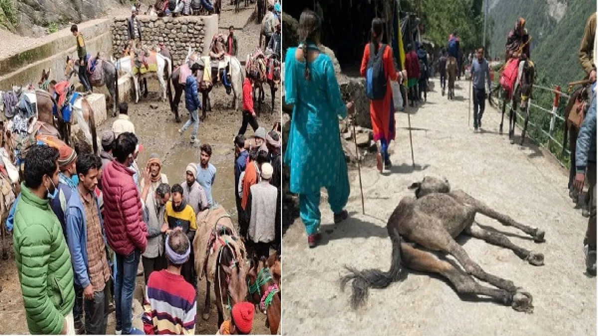 Chardham Yatra: पशुपति के दर्शन करने के लिए हो रहा पशुओं का बलिदान 