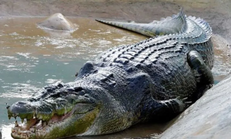 रुद्रपुर: नाले में मिला 8 फीट का मगरमच्छ, एक घंटे की कड़ी मशक्कत के बाद पकड़ा गया 