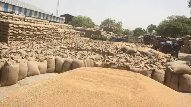 रुद्रपुर: एक माह में यूएस नगर में मात्र 119 कुंतल गेहूं की खरीद