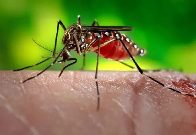 National Dengue Day 2023 : डेंगू भी कोरोना की ही तरह गंभीर, बरतें सतर्कता