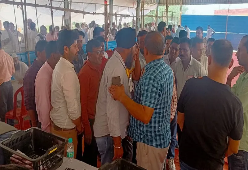 Rampur Nikay Chunav Results 2023 : स्वार में भाजपा गठबंधन, बिलासपुर-मिलक में भाजपा प्रत्याशी आगे, टांडा-शाहबाद में सपा को बढ़त