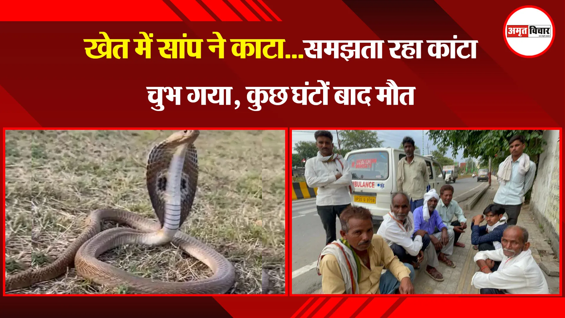 बरेली: खेत में सांप ने काटा...समझता रहा कांटा चुभ गया, कुछ घंटों बाद मौत