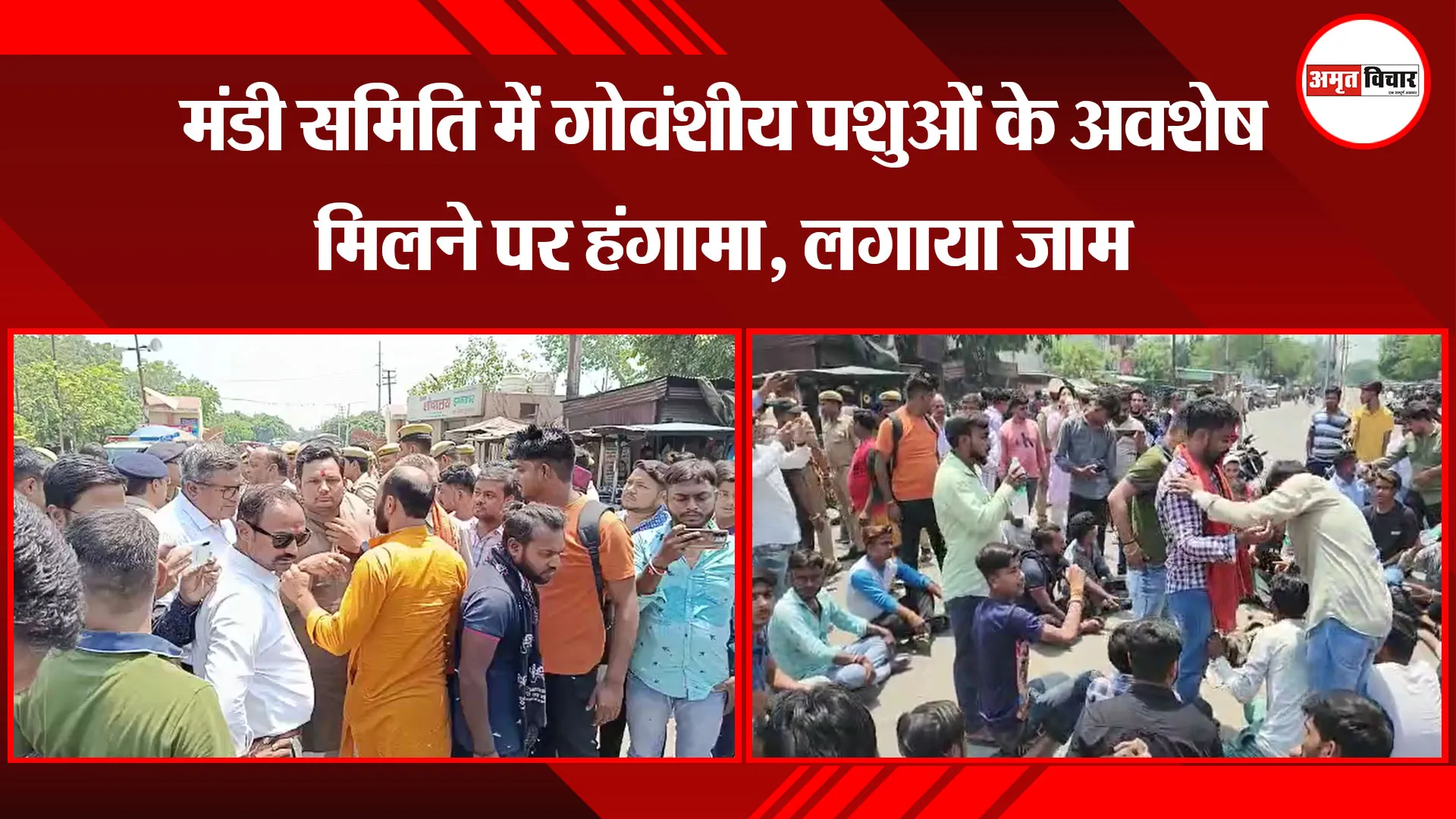 मुरादाबाद: मंडी समिति में गोवंशीय पशुओं के अवशेष मिलने पर हंगामा, लगाया जाम   