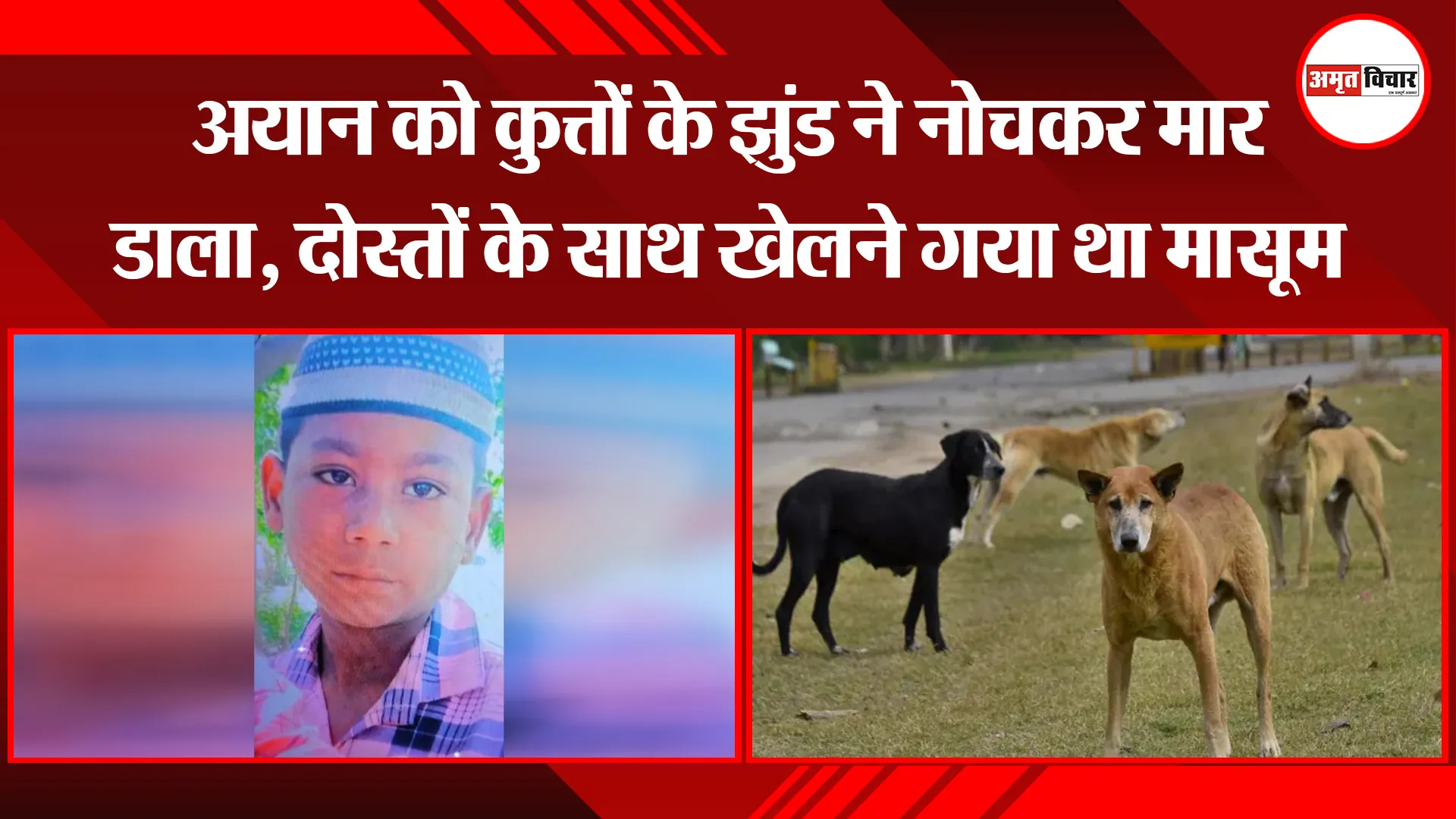 बरेली: अयान को कुत्तों के झुंड ने नोचकर मार डाला, दोस्तों के साथ खेलने गया था मासूम