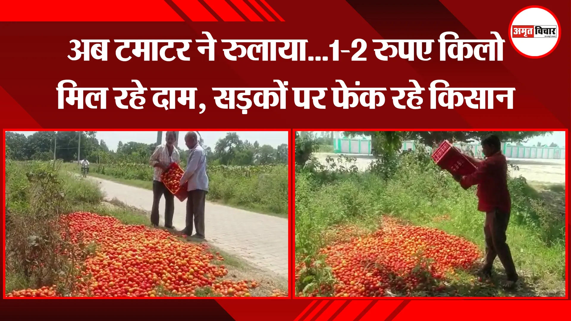 मुरादाबाद: अब टमाटर ने रुलाया...1-2 रुपए किलो मिल रहे दाम, सड़कों पर फेंक रहे किसान