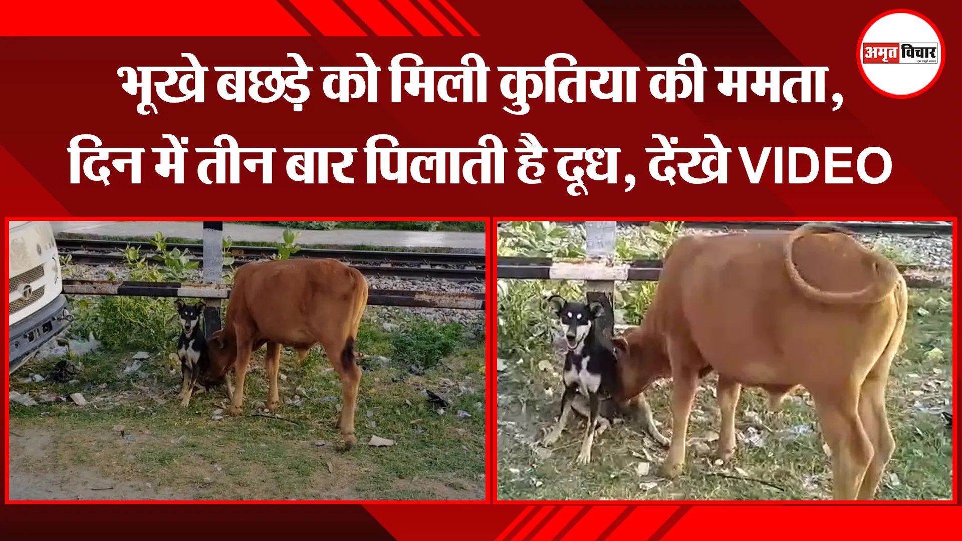 कन्नौज: भूखे बछड़े को मिली कुतिया की ममता, दिन में तीन बार पिलाती है दूध, देंखे VIDEO