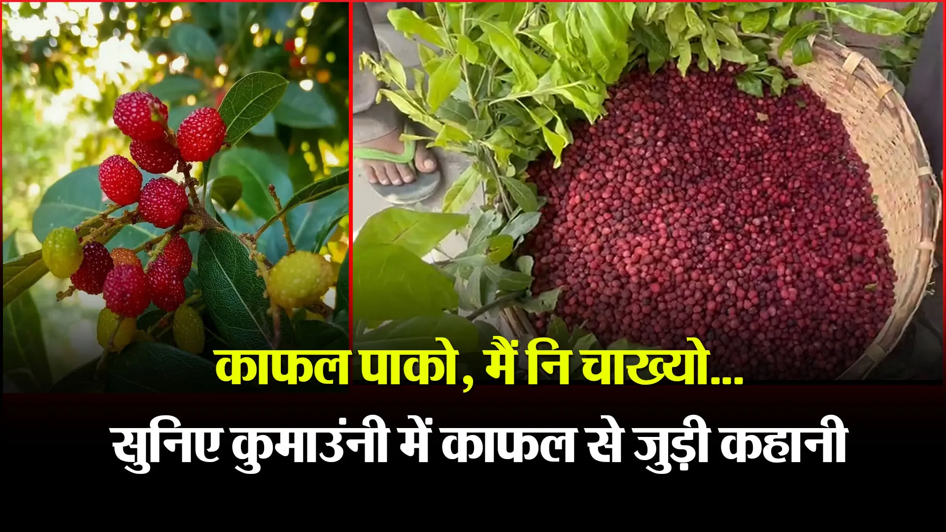 हल्द्वानी: काफल पाको, मैं नि चाख्यो...सुनिए कुमाउंनी में काफल से जुड़ी कहानी