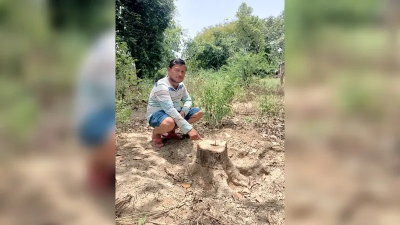 Unnao में अजब-गजब चोरी का मामला, चंदन के पेड़ को पहले जड़ से उखाड़ने का किया प्रयास, कामयाब न होने पर काटा