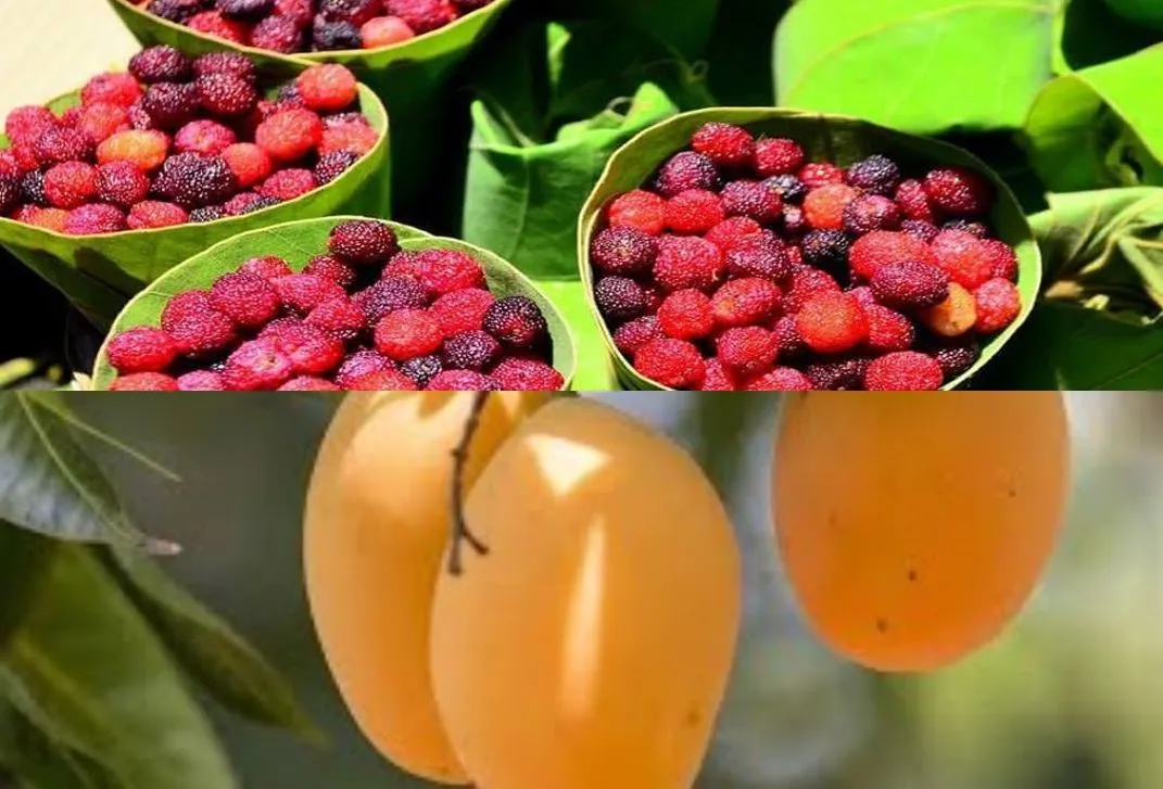 हल्द्वानी: आम रह गया 'आम', काफल बन गया खास 