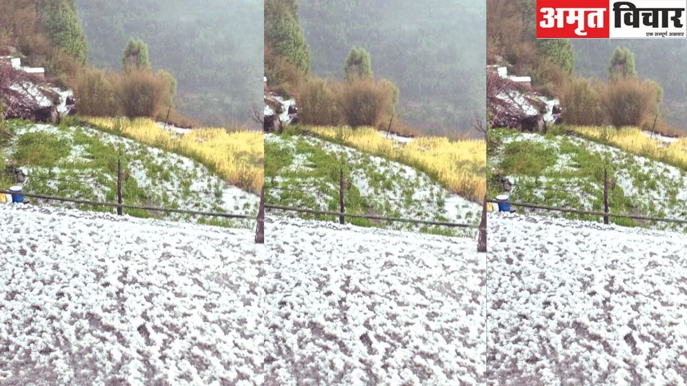 Bageshwar News : ओलावृष्टि से सब्जी उत्पादन को भारी नुकसान, किसानों ने मुआवजे की उठाई मांग