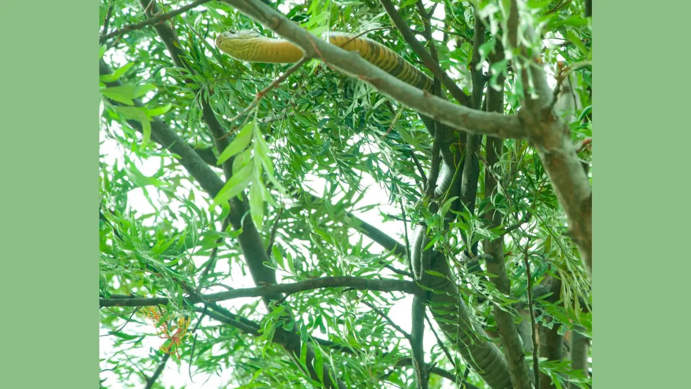 Nainital News : घर के आंगन में लगे पेड़ पर चढ़ गया किंग कोबरा, लंबा इतना कि सहम गये लोग