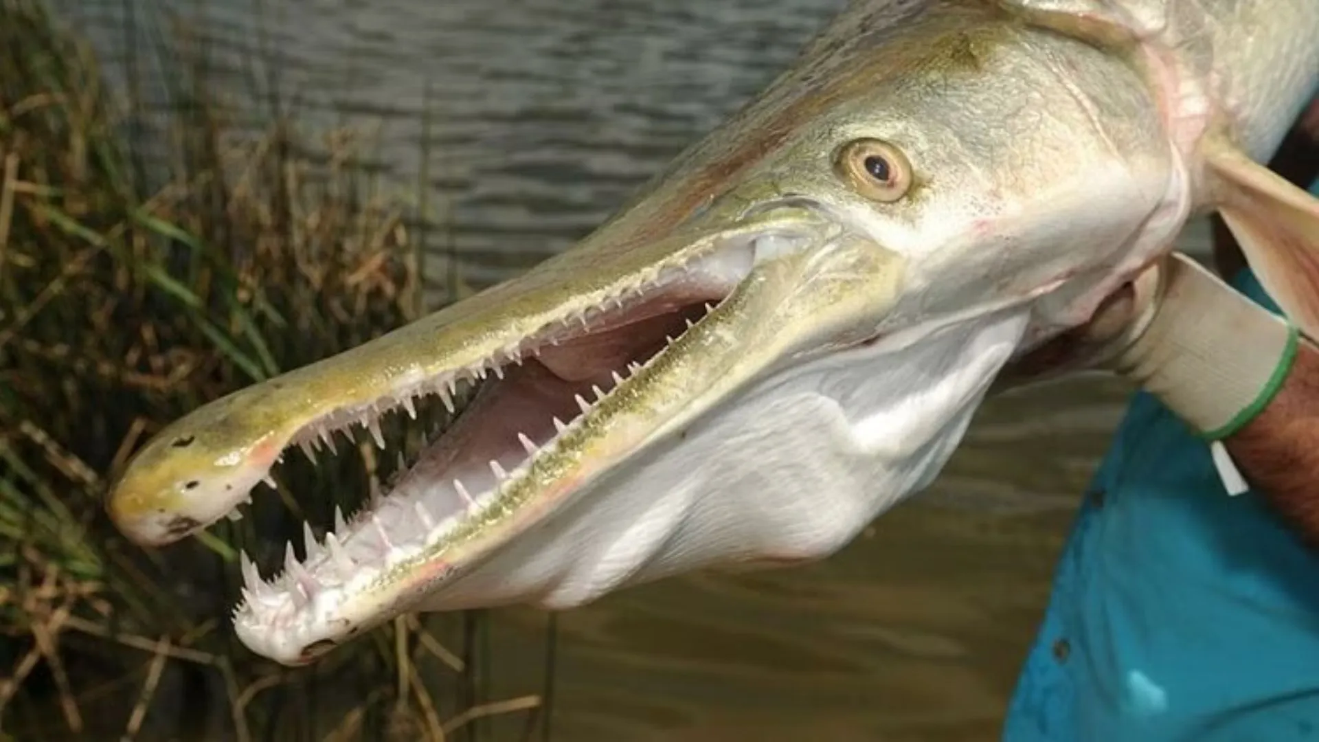 डल झील में मांसभक्षी एलिगेटर गार मछली मिलने से वैज्ञानिक और अधिकारी चिंतित 