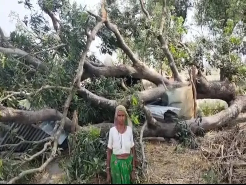 बहराइच: आंधी में मकान पर गिरा पेड़, बाल-बाल बचे लोग