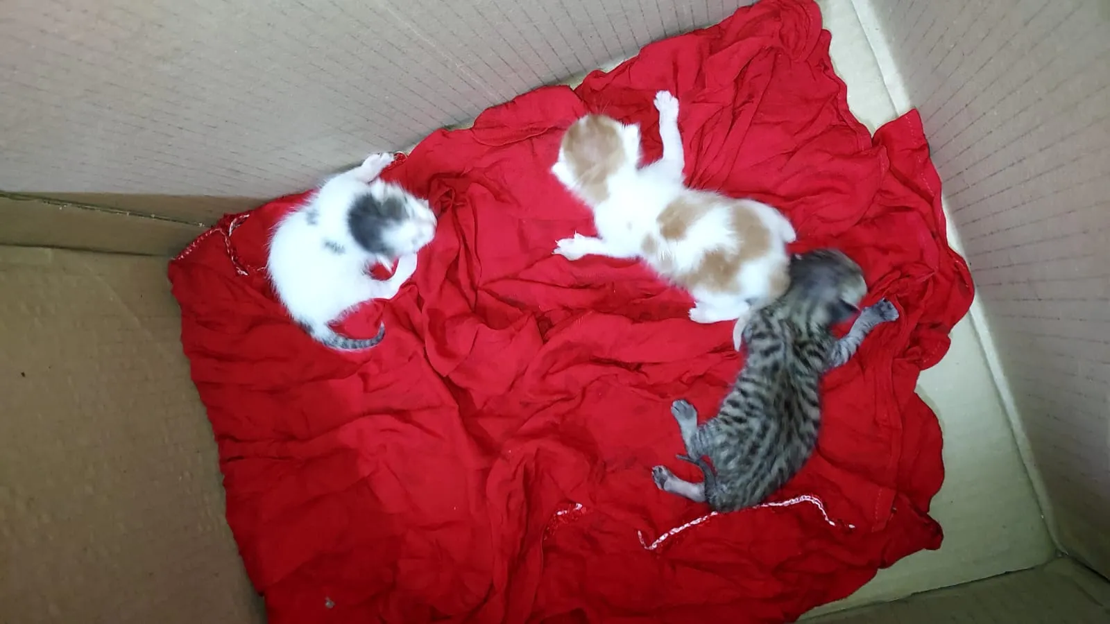 बदायूं में चूहे की हत्या के बाद पीलीभीत में बिल्ली को जहर देकर मार डाला, FIR की मांग