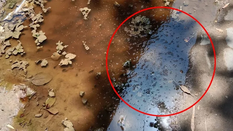 बरेली: जिला अस्पताल में 'मच्छरों की मौज'! गड्ढे के पानी को बनाया अड्डा, बीमारियों को दावत