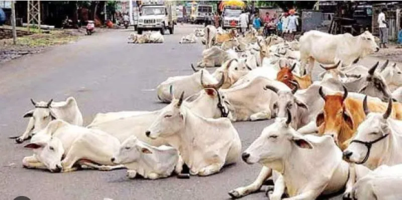 रुद्रपुर: आवारा पशुओं को लेकर कांग्रेस प्रदेश प्रवक्ता ने हाईकोर्ट में भेजा पत्र