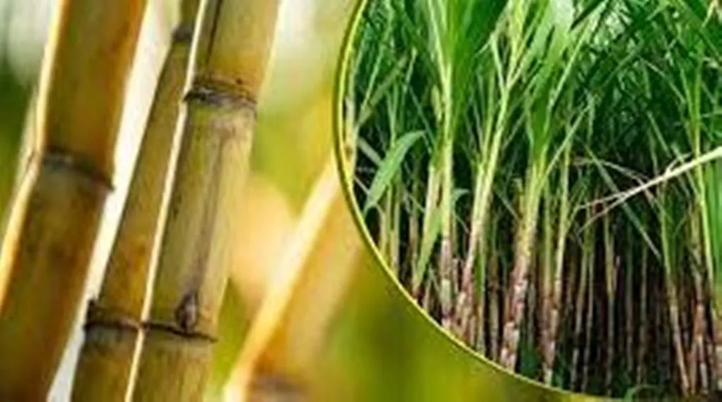 रुद्रपुर: चीनी मिलों को भेजी 1 करोड़ 60 लाख कुंतल गन्ने की डिमांड