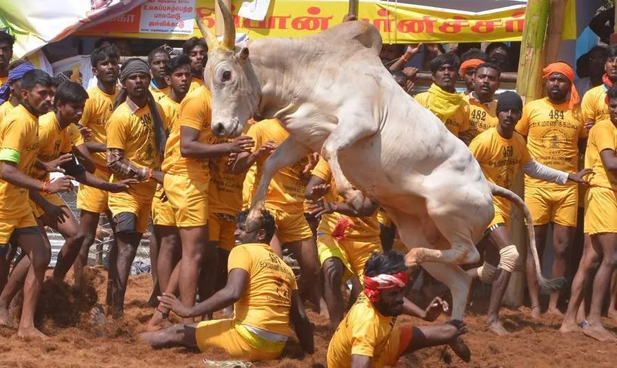 जल्लीकट्टू पर शीर्ष अदालत के फैसले से गोवा के खेल ‘धिरिओ’ के वैध होने की आस जगी: आप विधायक 