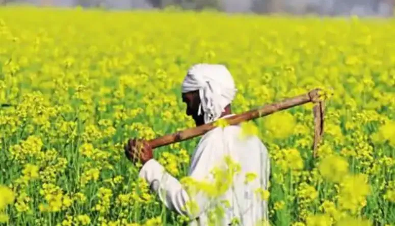 बरेली: पॉली हाउस...50 फीसदी अनुदान, फिर भी दिलचस्पी नहीं ले रहे किसान