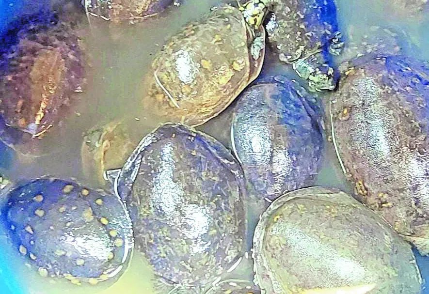 दिनेशपुर: कार से 57 कछुए किए बरामद, चालक के खिलाफ रिपोर्ट