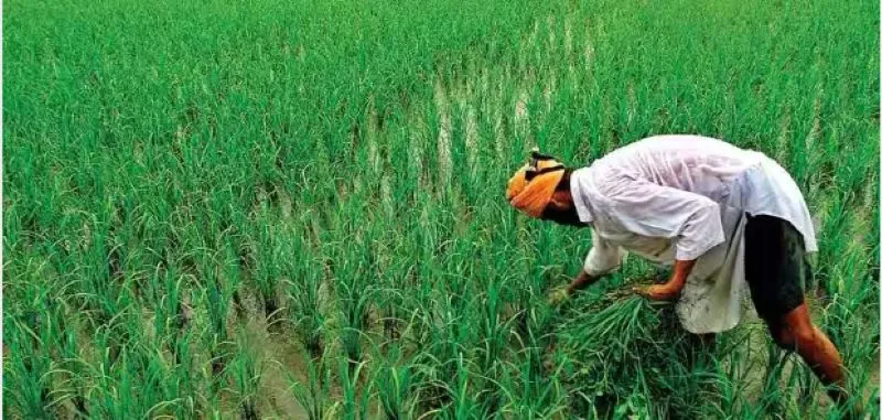 हल्द्वानी: मौसम के बदलाव से स्थानीय फसलों पर दिखा असर 