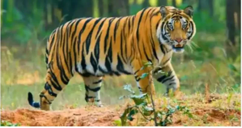 पीलीभीत: जंगल में काम कर रहे मजदूर को खींच ले गया बाघ, साथियों ने भागकर बचाई जान