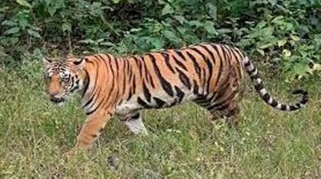 पीलीभीत: फसल की रखवाली करने गए किसान को बाघ ने बनाया निवाला, 150 मीटर दूर खींच ले गया..जानिए पूरा मामला