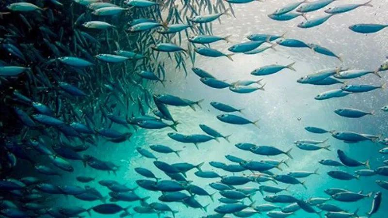  मत्स्य पालन : सरकारी योजनाओं का लाभ पाना चाहते हैं तो 30 मई से करें ऑनलाइन आवेदन