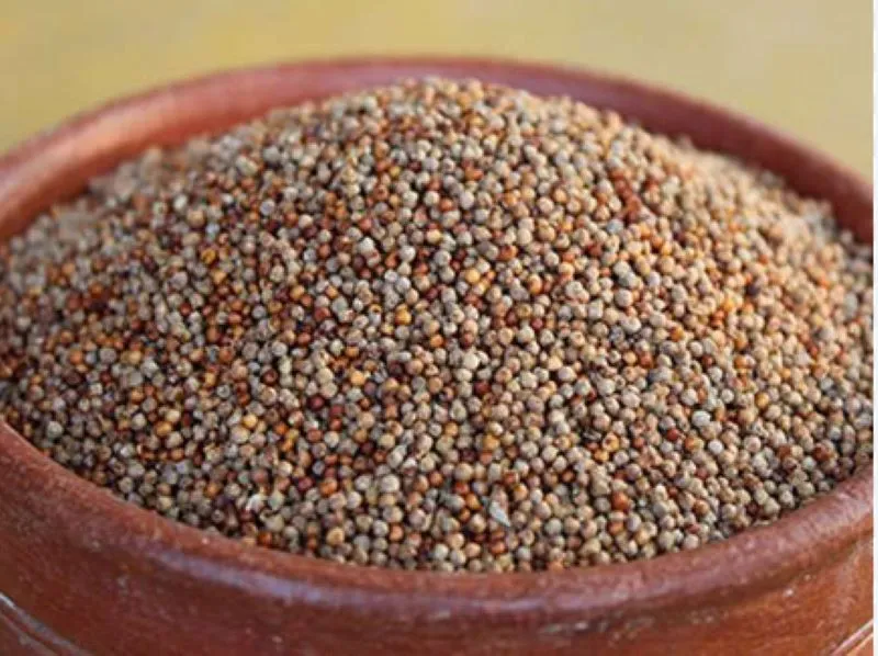 हल्द्वानी: 1.32 लाख कार्डधारकों तक पहुंचा मडुवा 