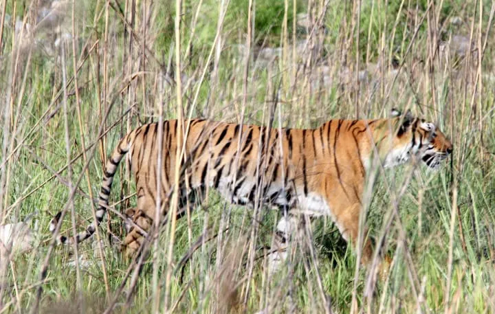 Ramnagar News : फिर से एक और बाघिन को भेजा गया राजा जी नेशनल पार्क, पूर्व में दो बाघों को जा चुका है भेजा