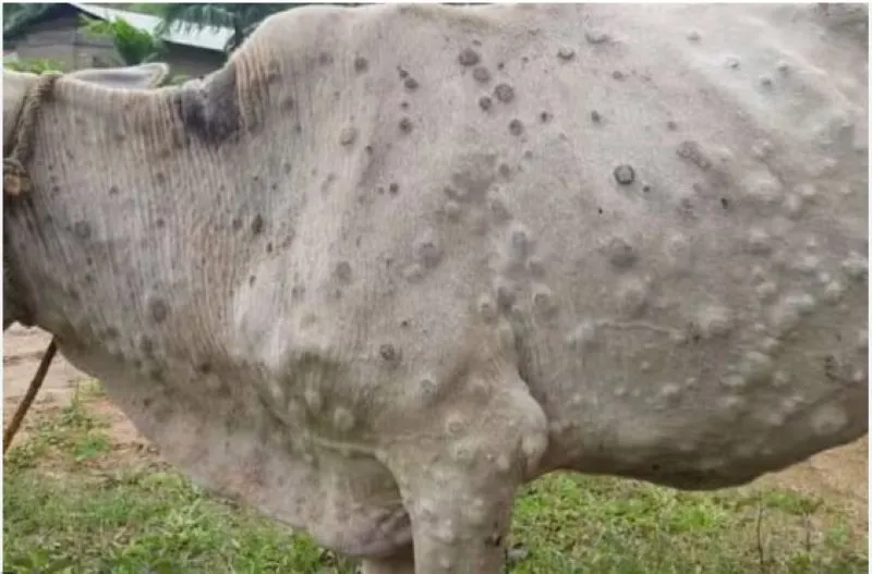 हल्द्वानी: पर्वतीय क्षेत्रों में बढ़ रहे लंपी के मामले, पशु चिकित्सा वाहन और स्टाफ नहीं है पर्याप्त