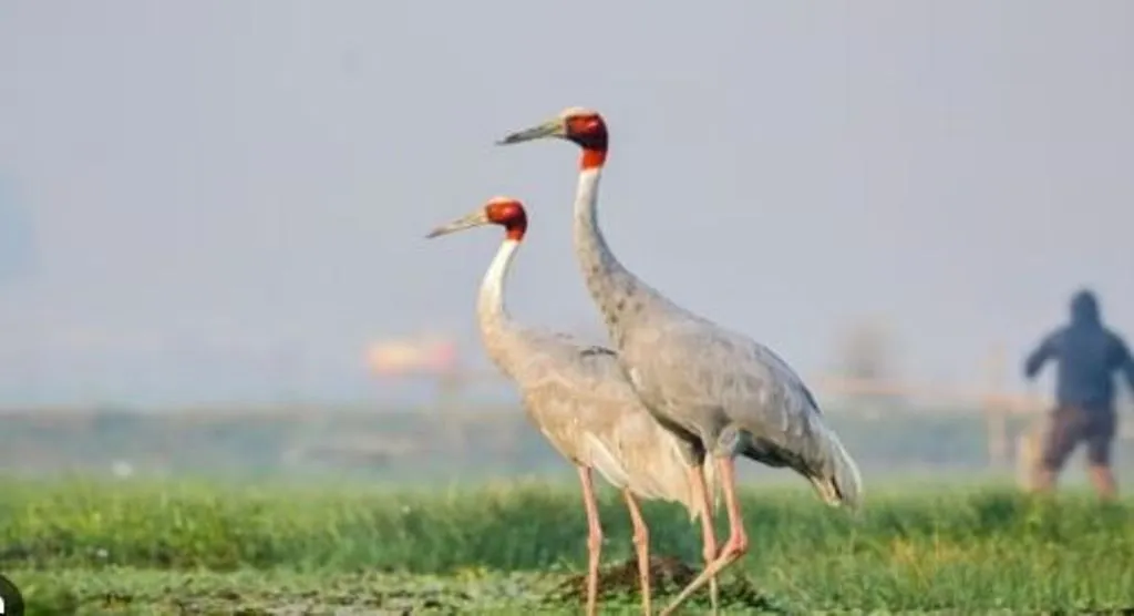 बरेली: जून में शुरू होगी सारसों की गणना, तैयारी शुरू